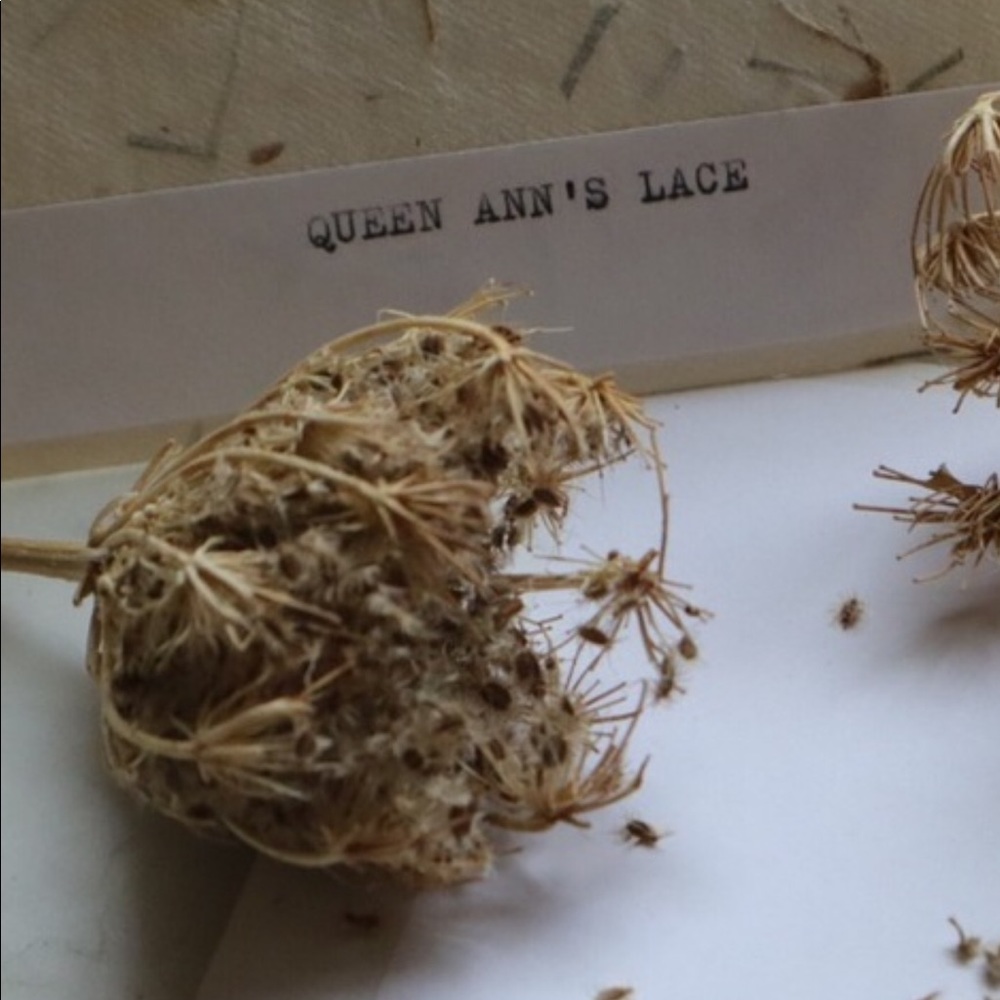 Queen Ann’s Lace : SEEDS